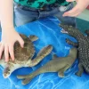 Sea Life Animal Toys - Turtle, Crocodile, Seal