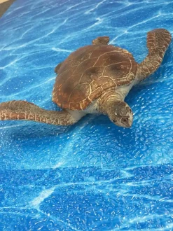 Sea Life Animal Toys - Turtle, Crocodile, Seal